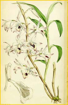   ( Dendrobium transparens ) Curtis's Botanical Magazine 1852