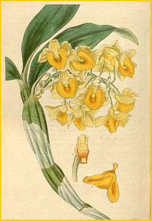   ( Dendrobium densiflorum ) Curtis's Botanical Magazine 1835