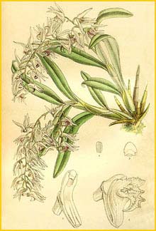  ( Dendrobium denudans ) Curtis's Botanical Magazine 1897