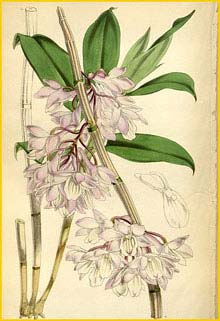   ( Dendrobium cumulatum ) Curtis's Botanical Magazine 1868