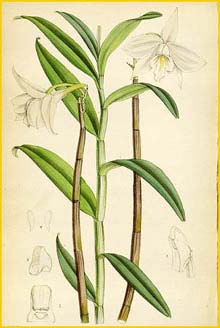   ( Dendrobium wattii ) Curtis's Botanical Magazine 1883