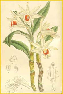   ( Dendrobium williamsonii ) Curtis's Botanical Magazine 