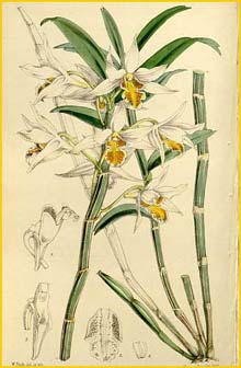   ( Dendrobium xanthophlebium ) Curtis's Botanical Magazine 1864