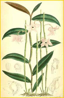   ( Dendrobium aduncum ) Curtis's Botanical Magazine 1884