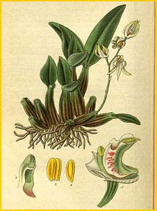    ( Dendrobium aemulum ) Curtis's Botanical Magazine 1829