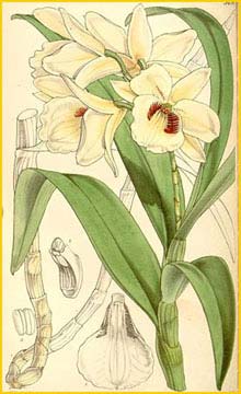   - ( Dendrobium albosanguineum ) Curtis's Botanical Magazine