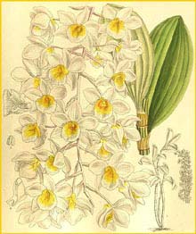    ( Dendrobium amabile ) Curtis's Botanical Magazine 1909