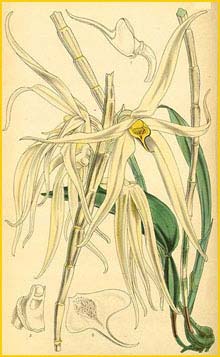    ( Dendrobium amboinense ) Curtis's Botanical Magazine