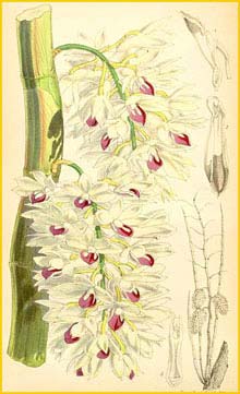    ( Dendrobium amethystoglossum ) Curtis's Botanical Magazine