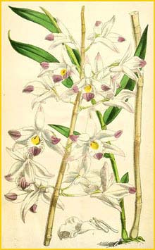    ( Dendrobium amoenum ) Curtis's Botanical Magazine 1875