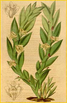   ( Dendrobium anceps ) Curtis's Botanical Magazine 1837