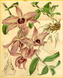   ( Dendrobium anosmum ) Curtis's Botanical Magazine 1843
