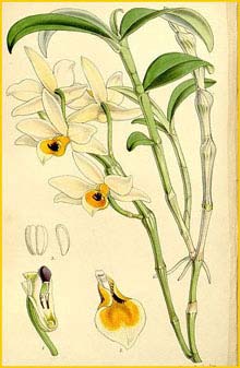   ( Dendrobium aphrodite ) Curtis's Botanical Magazine 1864