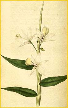   ( Dendrobium aphyllum ) Curtis's Botanical Magazine 1825