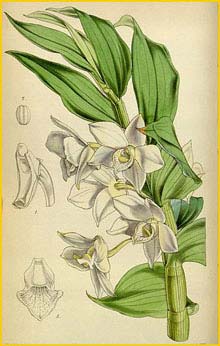  ( Dendrobium aqueum ) Curtis's Botanical Magazine