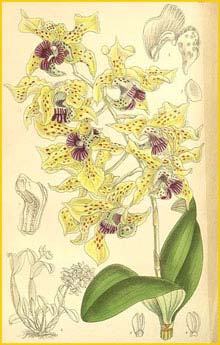    ( Dendrobium atroviolaceum ) Curtis's Botanical Magazine
