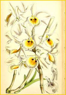    ( Dendrobium bensoniae ) Curtis's Botanical Magazine 1867
