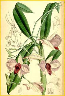   ( Dendrobium bigibbum ) Curtis's Botanical Magazine 1885