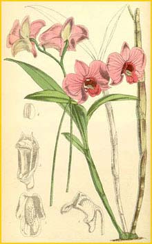   ( Dendrobium bigibbum ) Curtis's Botanical Magazine