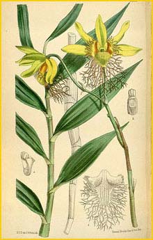   ( Dendrobium brymerianum ) Curtis's Botanical Magazine
