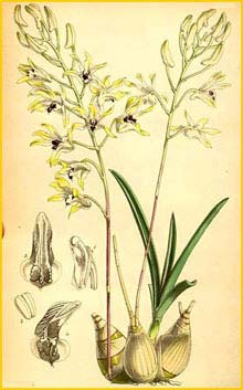   .  ( Dendrobium canaliculatum var. canaliculatum ) Curtis's Botanical Magazine 1865