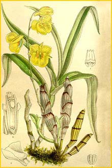   ( Dendrobium capillipes ) Curtis's Botanical Magazine 1899