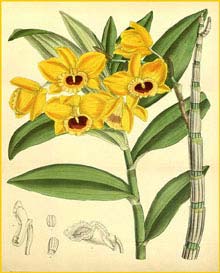   ( Dendrobium chryseum ) Curtis's Botanical Magazine 1888