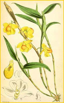    ( Dendrobium chrysocrepis ) Curtis's Botanical Magazine 1872