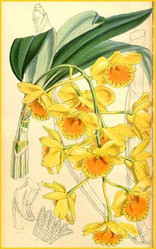   ( Dendrobium chrysotoxum ) Curtis's Botanical Magazine