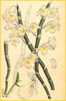   ( Dendrobium crepidatum ) Curtis's Botanical Magazine