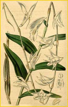   ( Dendrobium crumenatum ) Curtis's Botanical Magazine 1843