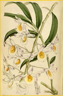   ( Dendrobium crystallinum ) Curtis's Botanical Magazine 