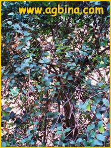   /   ( Cassine maurocenia / Maurocenia frangularia )