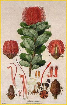   ( Banksia coccinea ) 'Illustrationes Florae Novae Hollandiae' by Ferdinand Bauer