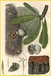    ( Banksia serrata ) "The Flowering Plants and Ferns of New South Wales" J. H. Maiden 