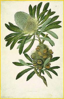   ( Banksia serrata ) original illustration held in the Natural History Museum, from the voyage of Captain Cook, along with Joseph Banks and Daniel Solander 