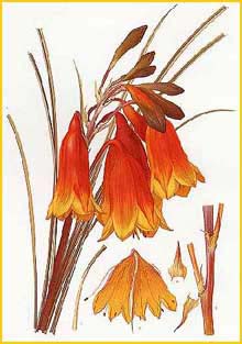   ( Blandfordia grandiflora ) "The Flowering Plants and Ferns of New South Wales" J. H. Maiden 