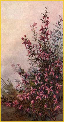   ( Boronia ledifolia ) booklet 'Our Flowers' (1920) artist: Neville Cayley 