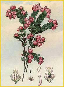   ( Boronia serrulata )  "The Flowering Plants and Ferns of New South Wales" J. H. Maiden artist: Edward Minchen