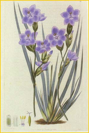   ( Orthrosanthus multiflorus ) 'Flora Australasica' published by Robert Sweet in 1827-28 artist: Edwin Dalton Smith