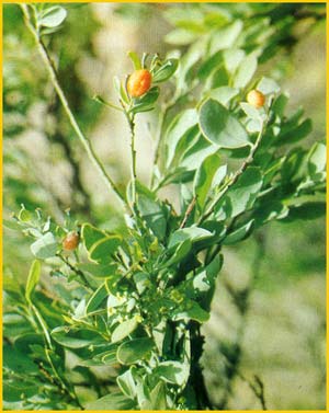    ( Osyris abyssinica / lanceolata  )
