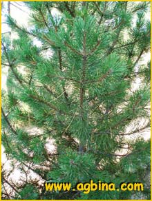    ( Pinus mugo ssp. rostrata / uncinata )