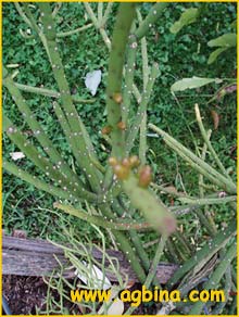   ( Rhipsalis grandiflora / hadrosoma )