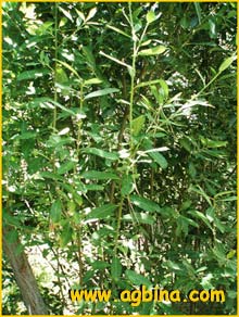  - ( Salix atrocinerea )