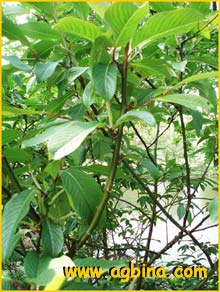   /  ( Salix moupinensis )