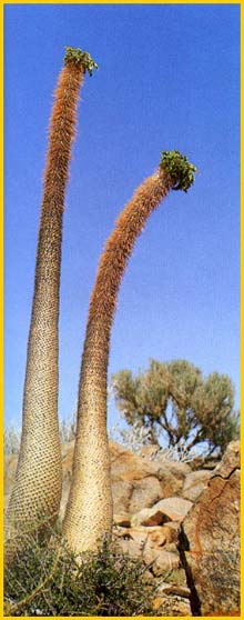 ( Pachypodium namaquanum )