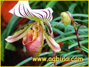   ( Paphiopedilum lawrenceanum )