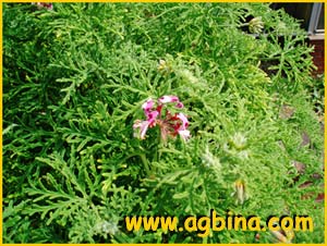   ( Pelargonium auritum )