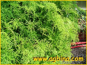    ( Pelargonium filicifolium )