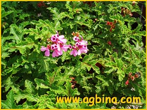    ( elargonium quercifolium )